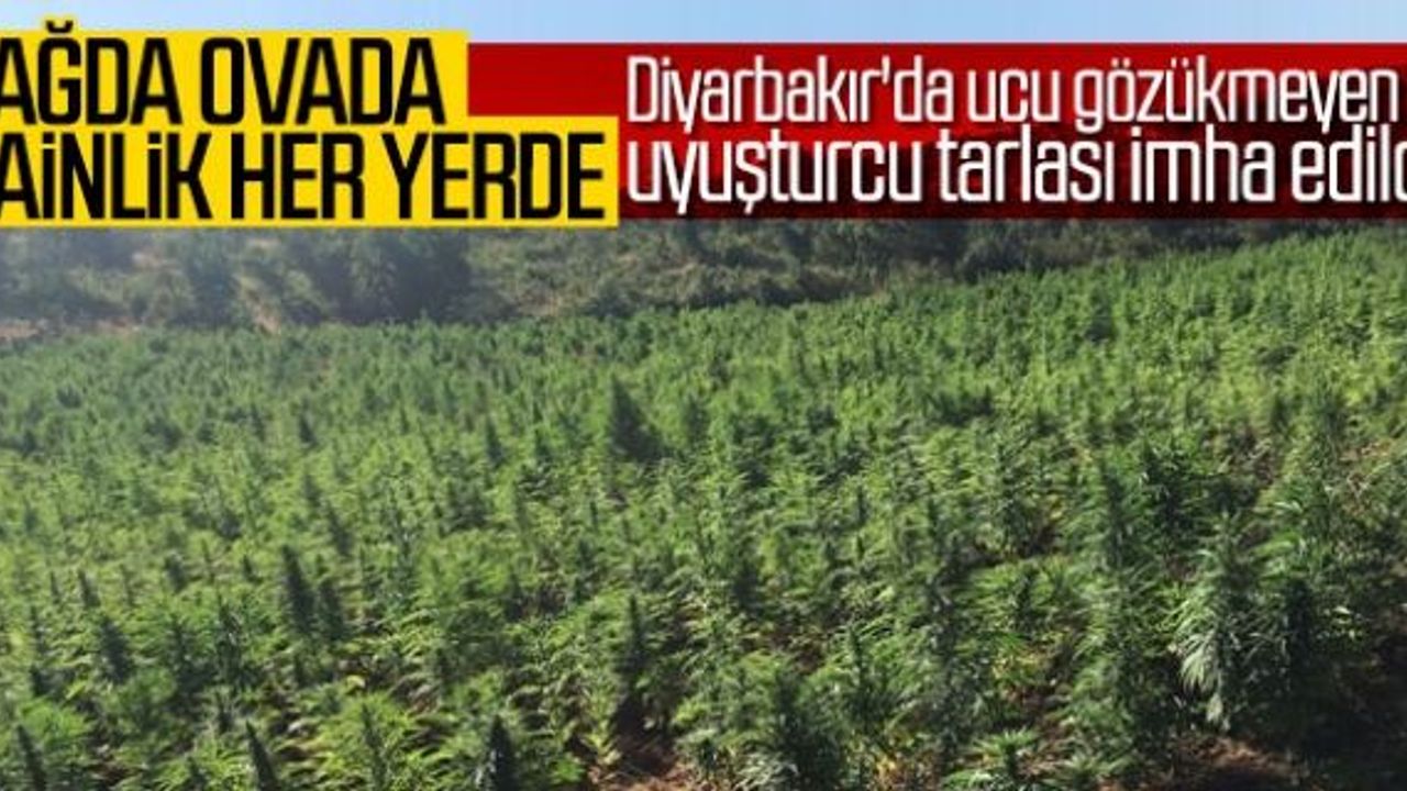 Diyarbakır'da 5 milyon kök Hint keneviri yakalandı