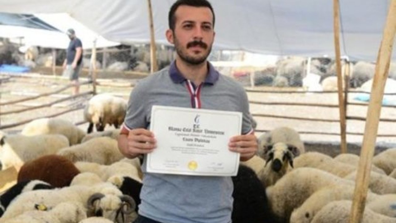 'Üniversite mezunu koyuncu' tabelasıyla kurbanlık satıyor