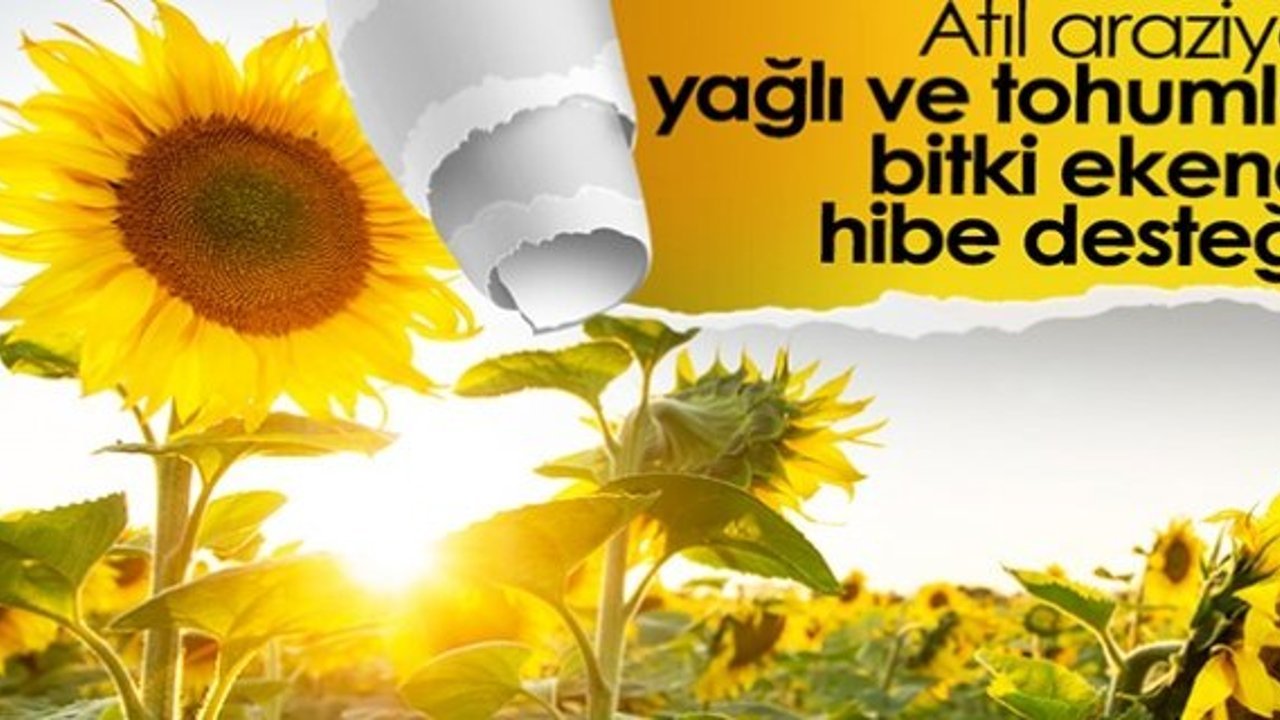 Yağlı tohumlu bitki üretimine hibe desteği verilecek