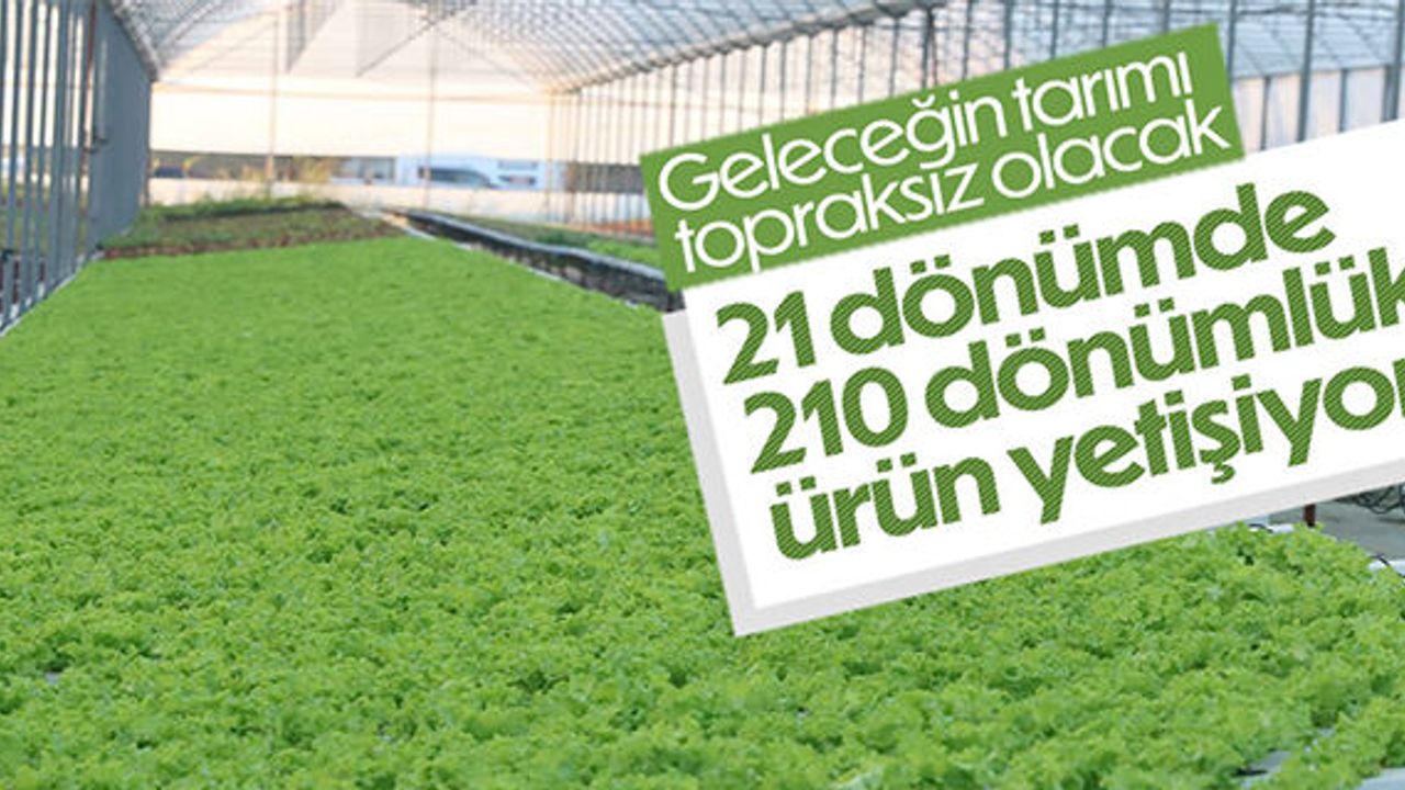 İstanbullu girişimci, topraksız tarımla 21 dönümde 210 dönüme denk ürün yetiştiriyor