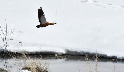 Buzlar çözülünce göçmen kuşlar Kars'a dönmeye başladı