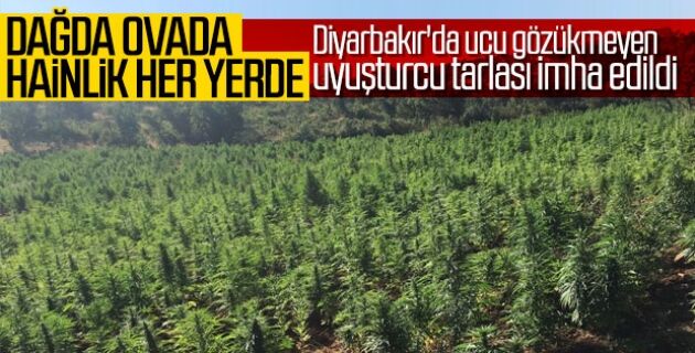 Diyarbakır'da 5 milyon kök Hint keneviri yakalandı